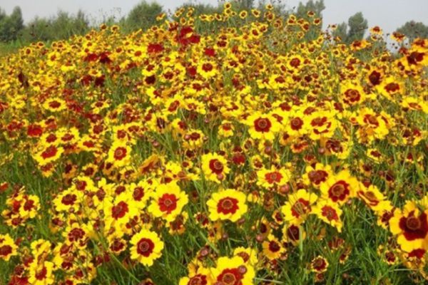 金雞菊
