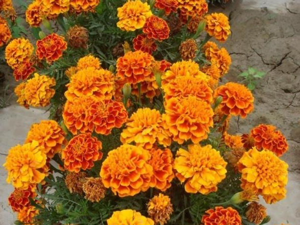 萬(wàn)壽菊
