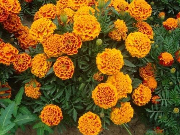 萬(wàn)壽菊