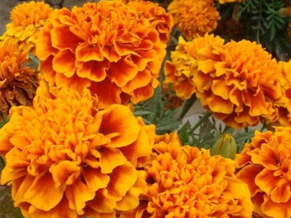 萬(wàn)壽菊