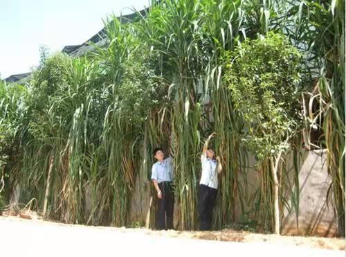 皇竹草