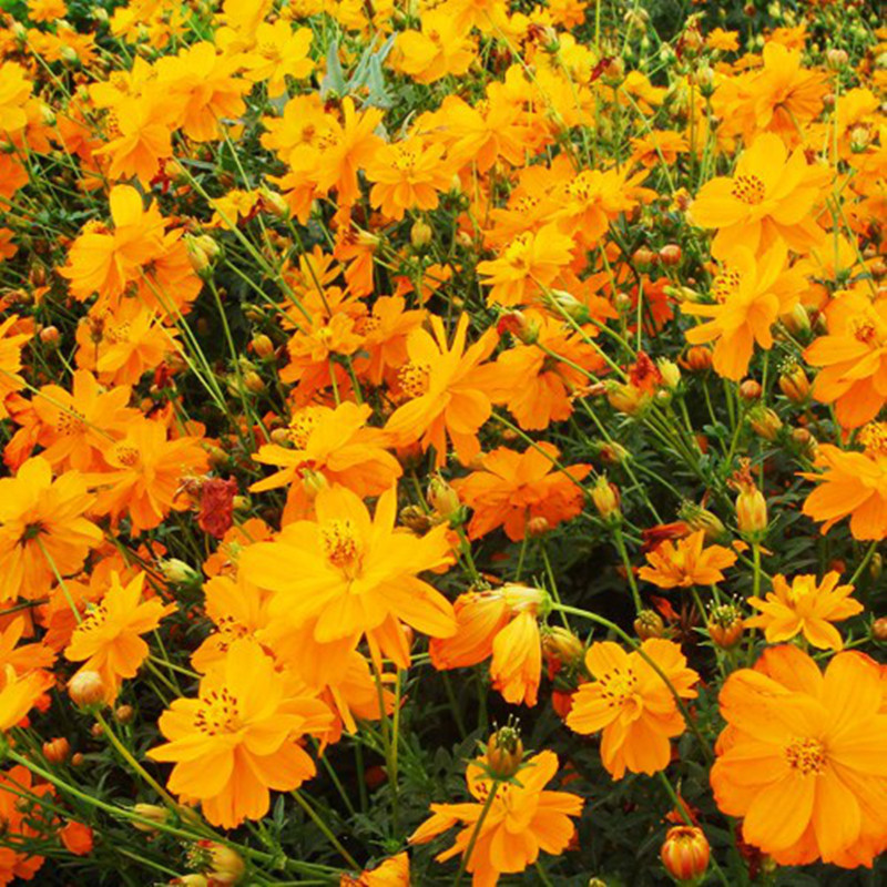 硫化菊