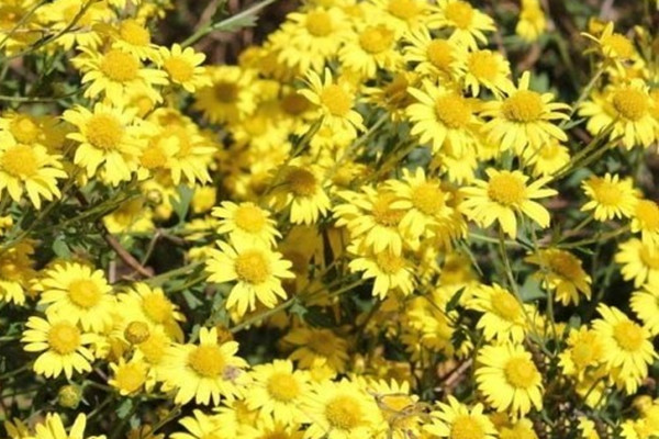 野菊花
