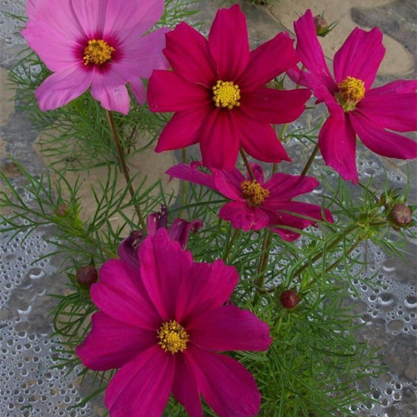 波斯菊