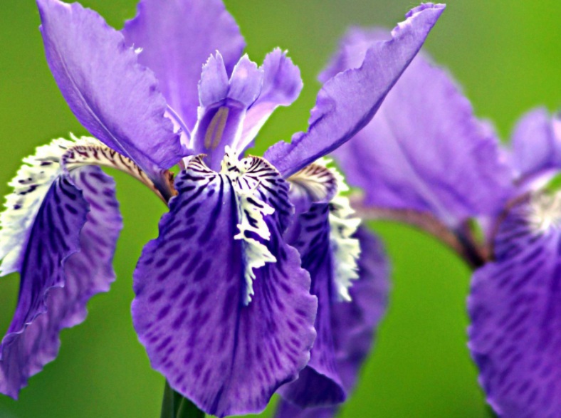 衛(wèi)華.jpg