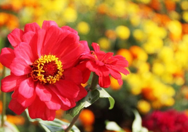 太陽(yáng)花11111111111.jpg