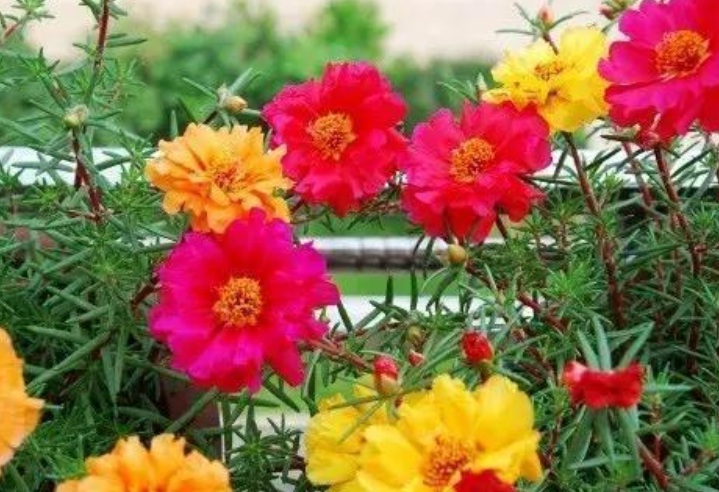 太陽(yáng)花222222222222222.jpg