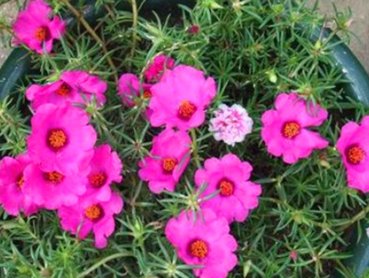太陽(yáng)花333333333333.jpg