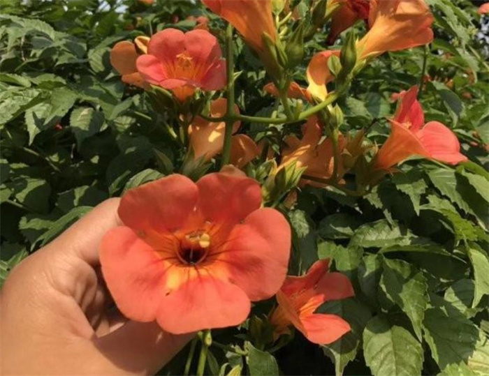 凌霄花
