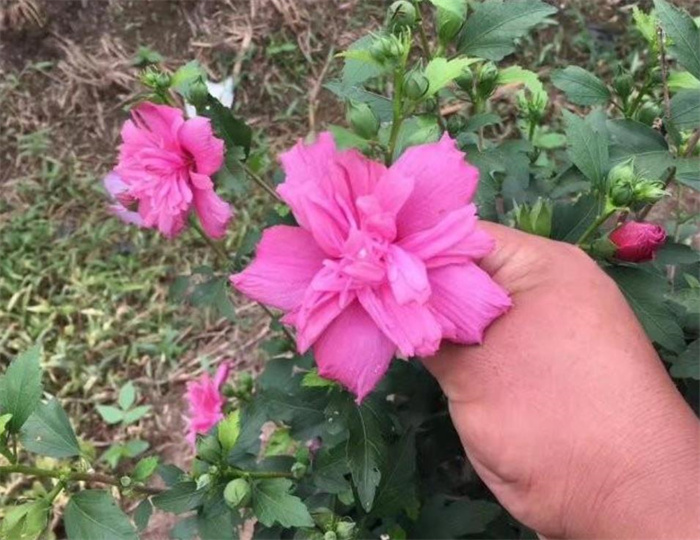 木槿