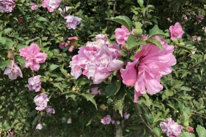 木槿