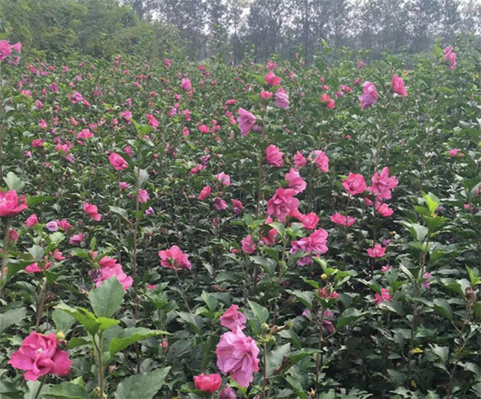 木槿