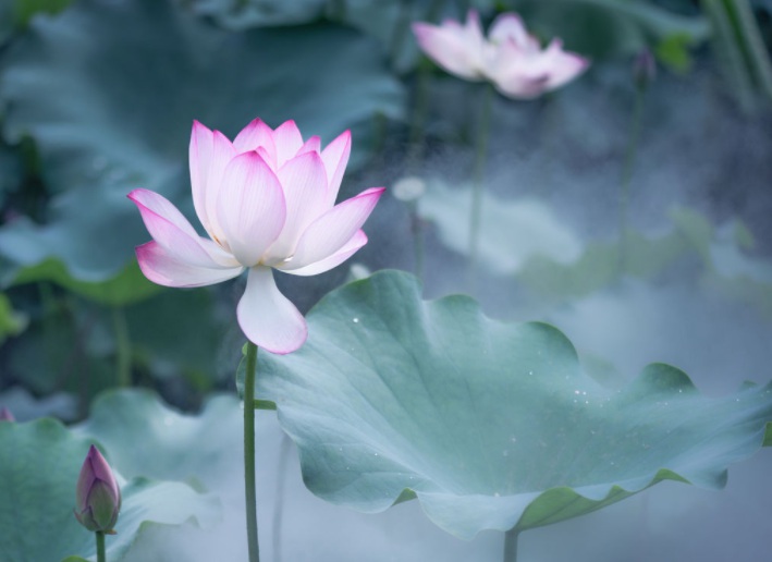 荷花2.jpg