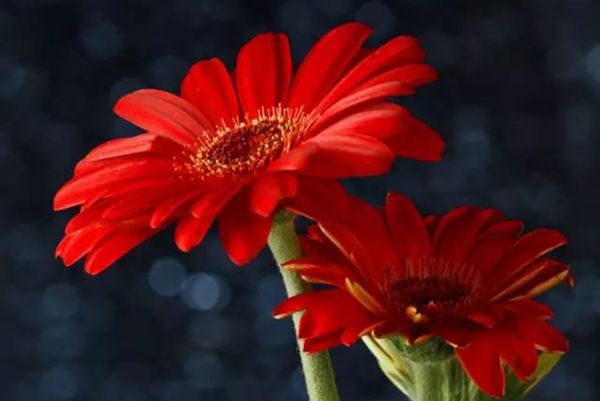 非洲菊