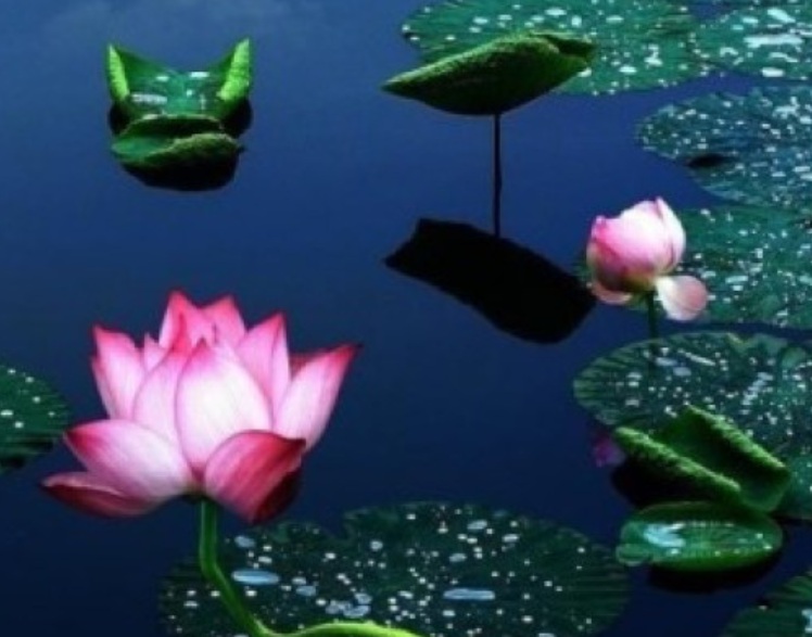荷花22222.jpg