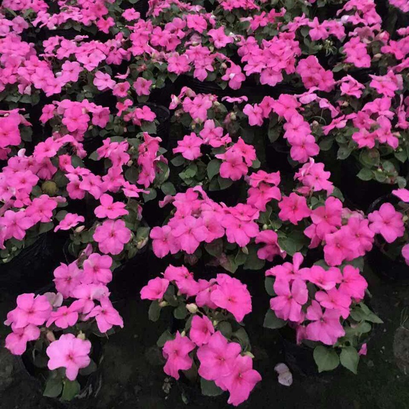 鳳仙花