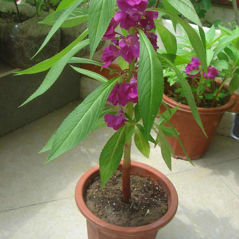 鳳仙花