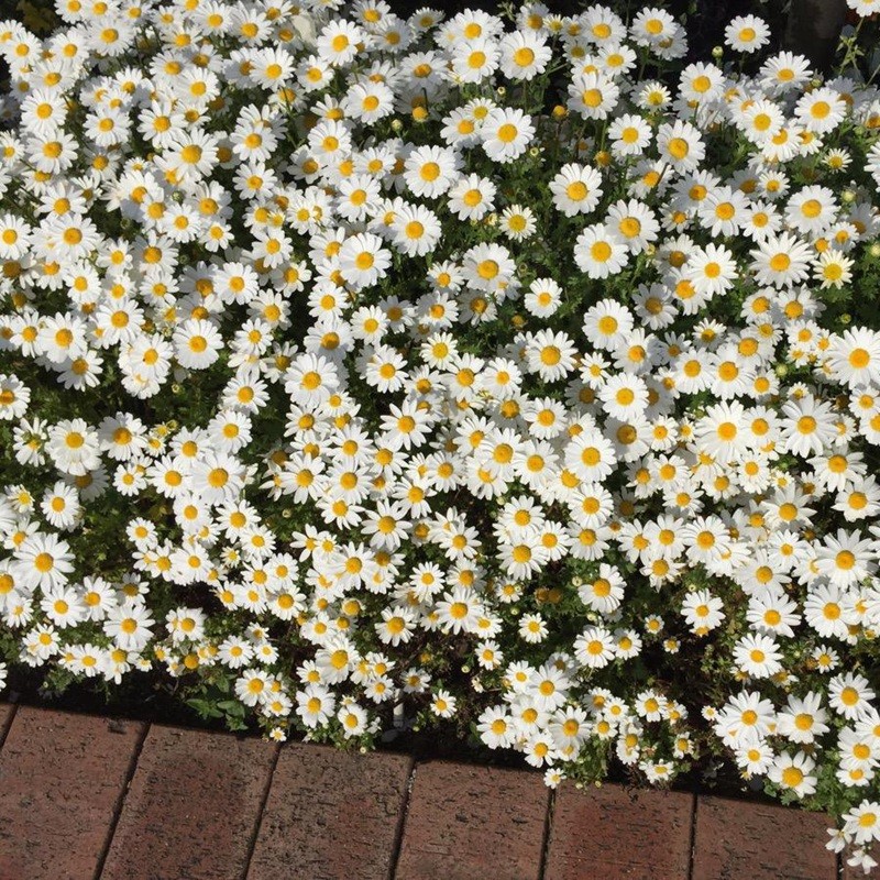 雛菊