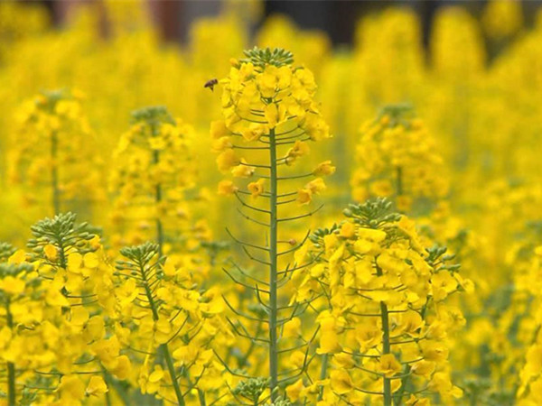 油菜花