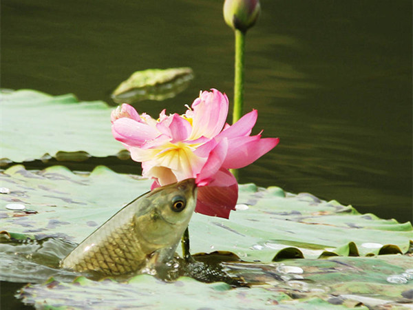 荷花