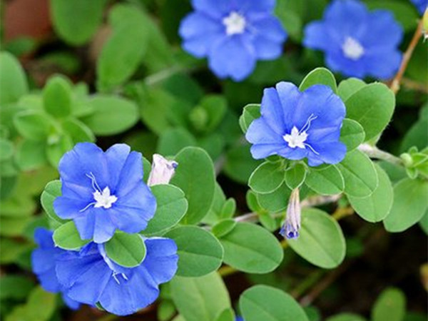 藍星花