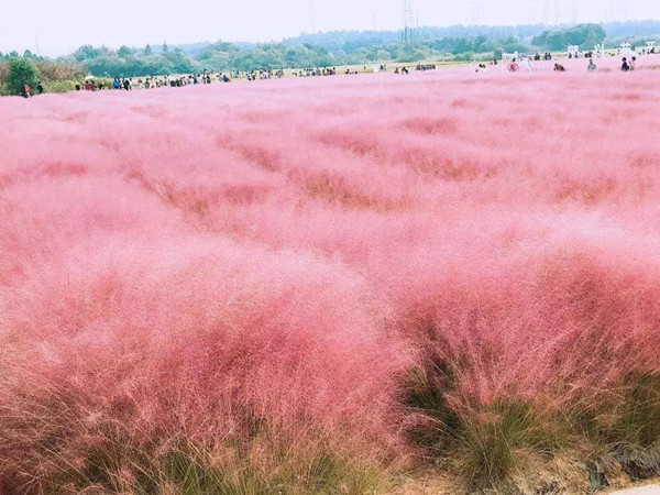 粉黛亂子草