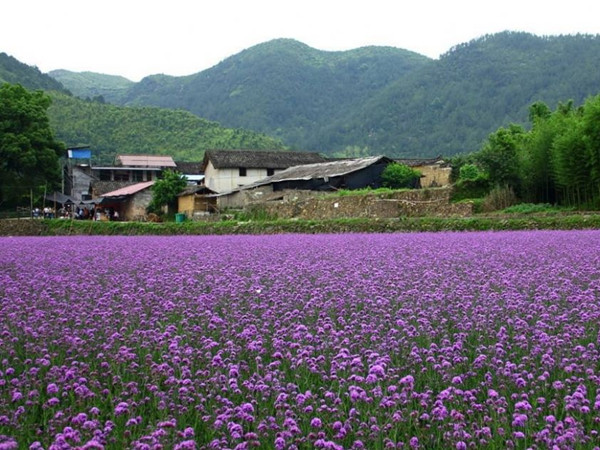 馬鞭草