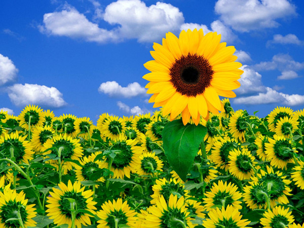 太陽花