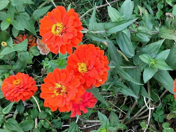 百日草
