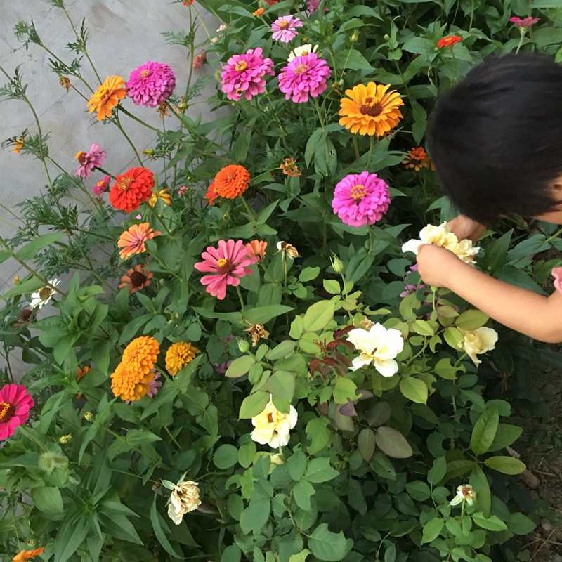 百日草發(fā)芽后多久開花