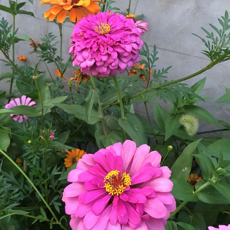 百日草發(fā)芽后多久開花
