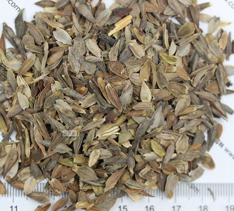 百日草發(fā)芽后多久開花