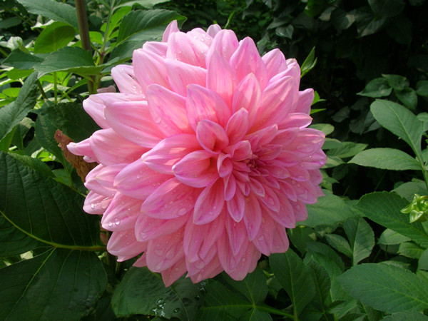 長(zhǎng)江流域冬天開(kāi)的草花