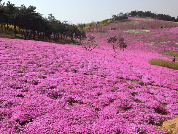 長(zhǎng)江流域冬天開(kāi)的草花