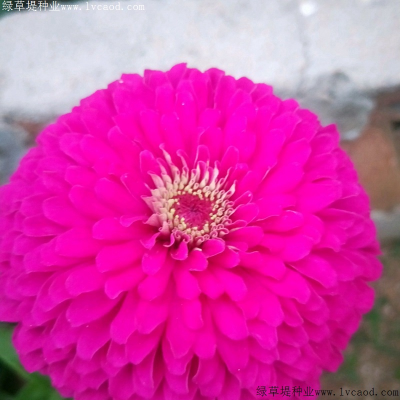 a6d2bdc9f538a54e872b83d218697274_1584950821569703.jpg