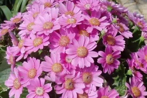瓜葉菊