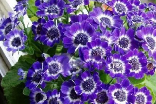 瓜葉菊