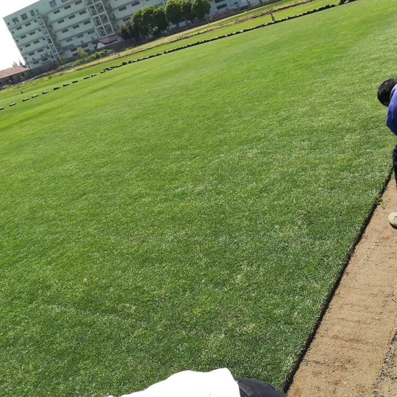剪股穎