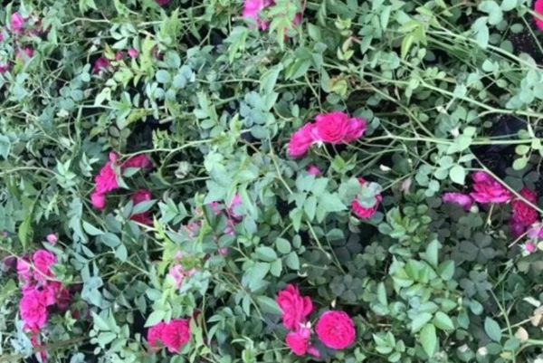 薔薇花