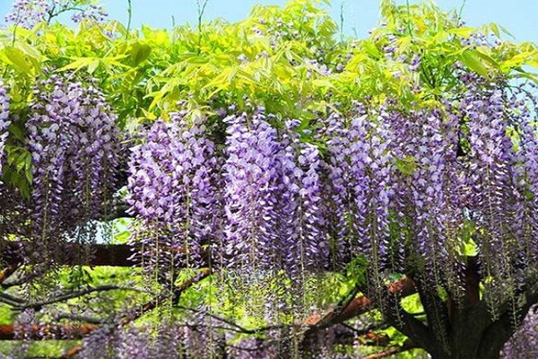 紫藤花
