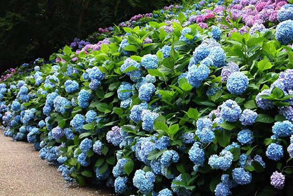 繡球花