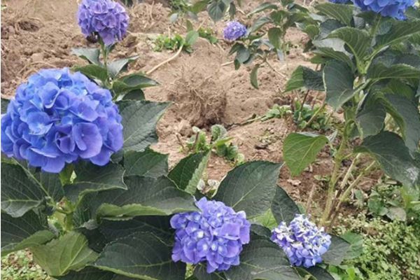 繡球花