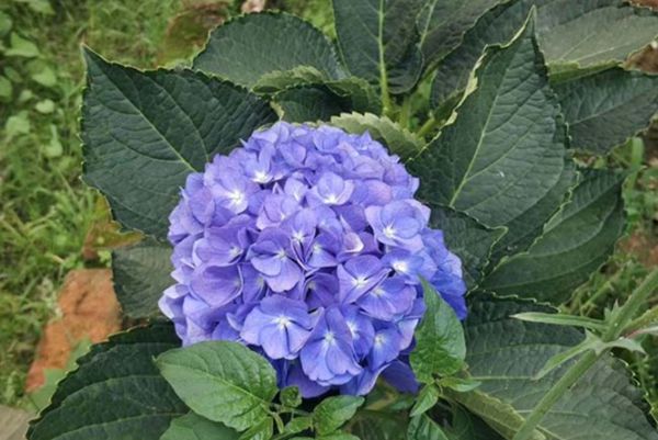 繡球花