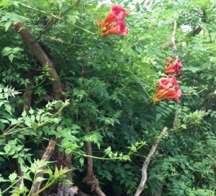凌霄