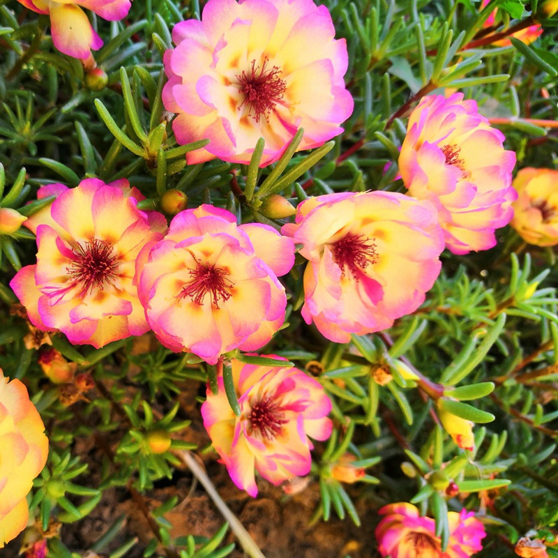 太陽(yáng)花