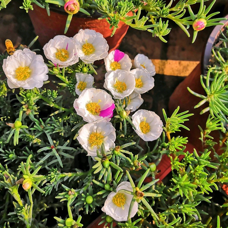 太陽(yáng)花