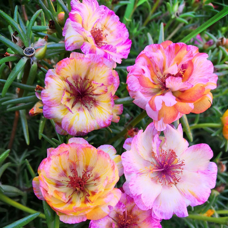 太陽(yáng)花
