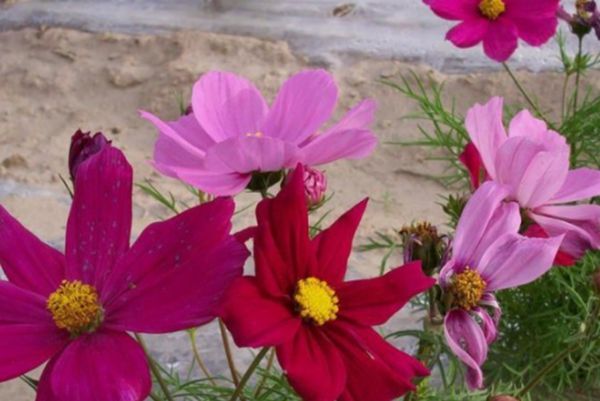 格桑花