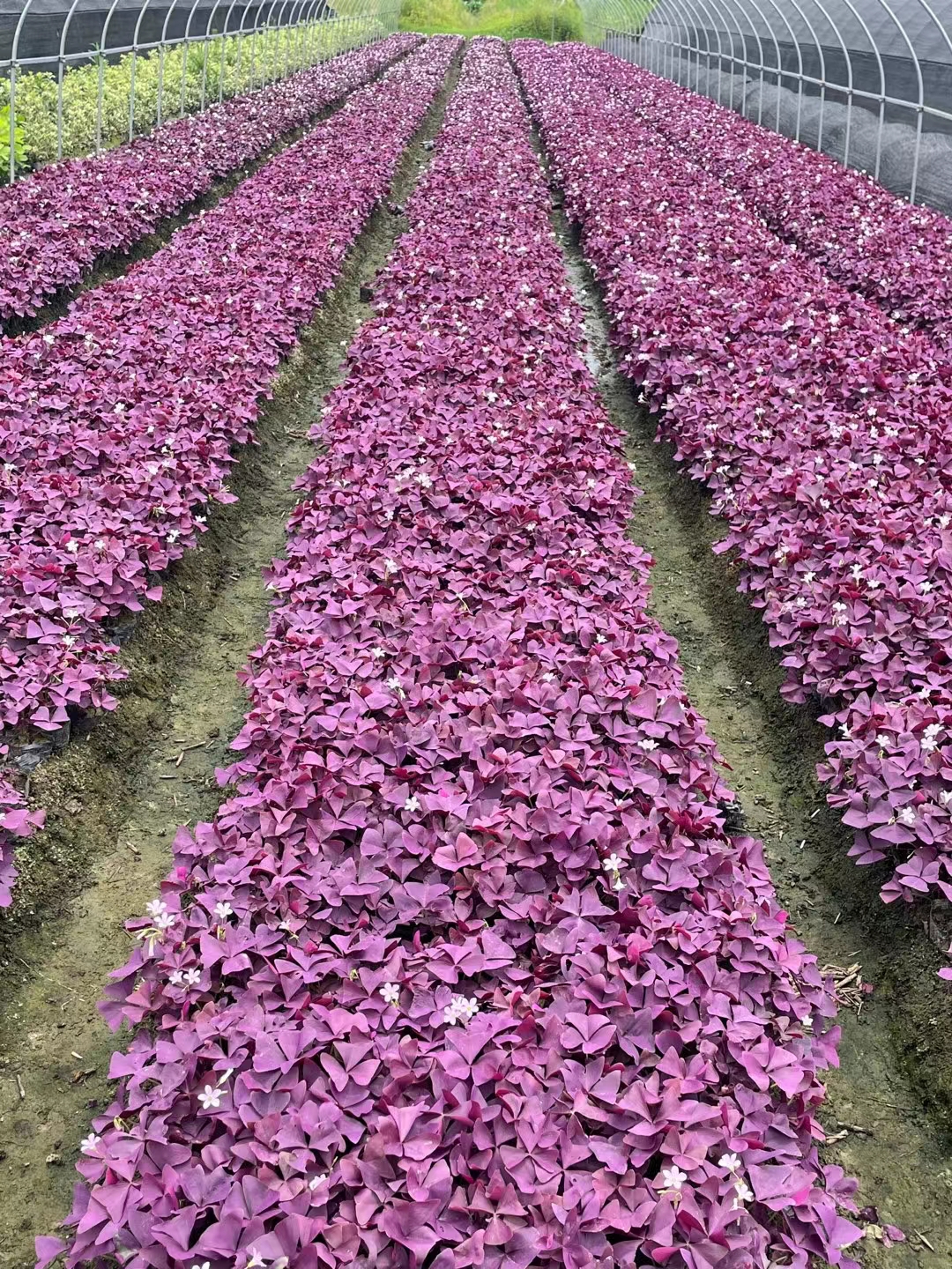 酢漿草