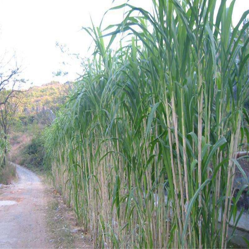 黃竹草